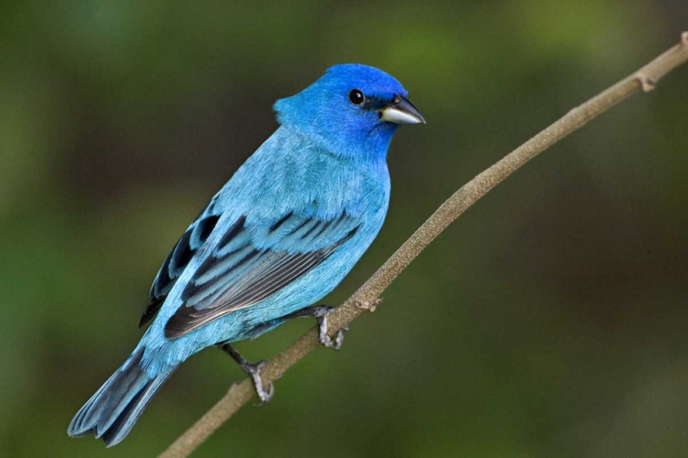TX, South Padre Island Indigo bunting male art print by Dave Welling for $57.95 CAD
