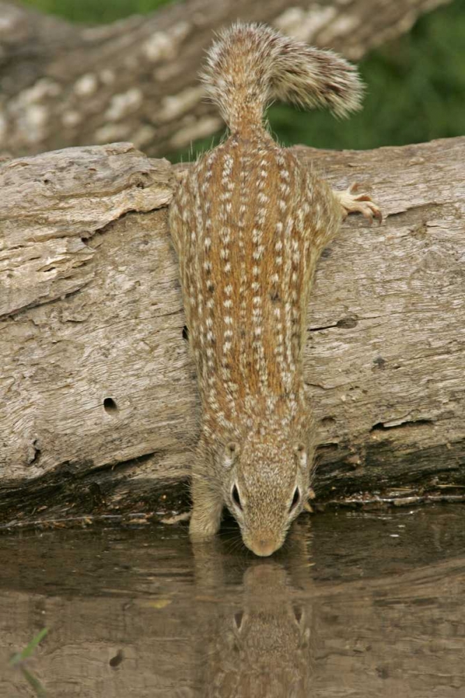 Texas, Starr Co Mexican ground squirrel drinking art print by Cathy and Gordon Illg for $57.95 CAD
