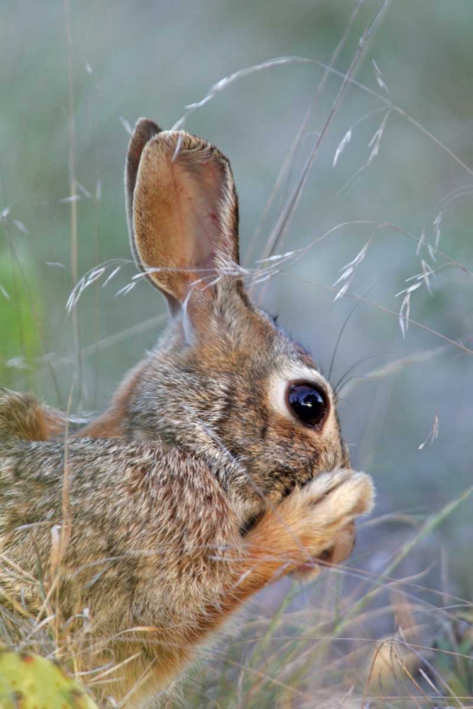 TX, Kimble Co, Cottontail rabbit washing art print by Cathy and Gordon Illg for $57.95 CAD
