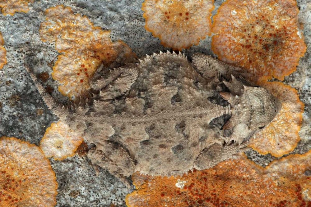 USA, Texas, Kimble County Texas horned lizard art print by Cathy and Gordon Illg for $57.95 CAD