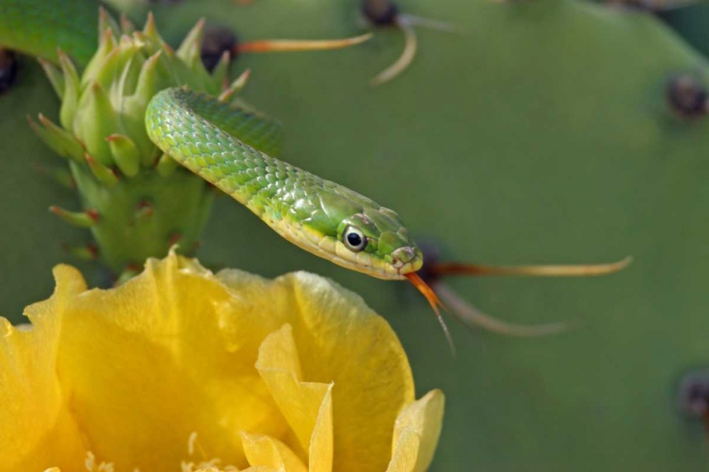 TX, Kimble Co, Rough green snake and prickly pear art print by Cathy and Gordon Illg for $57.95 CAD