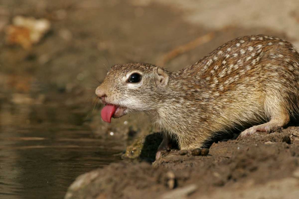 TX, Starr Co, Mexican ground squirrel drinking art print by Cathy and Gordon Illg for $57.95 CAD