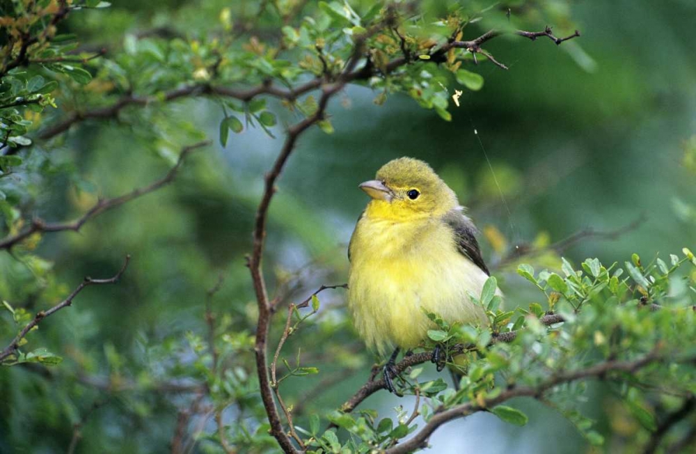 TX, South Padre Island Scarlet tanager on limb art print by Dave Welling for $57.95 CAD