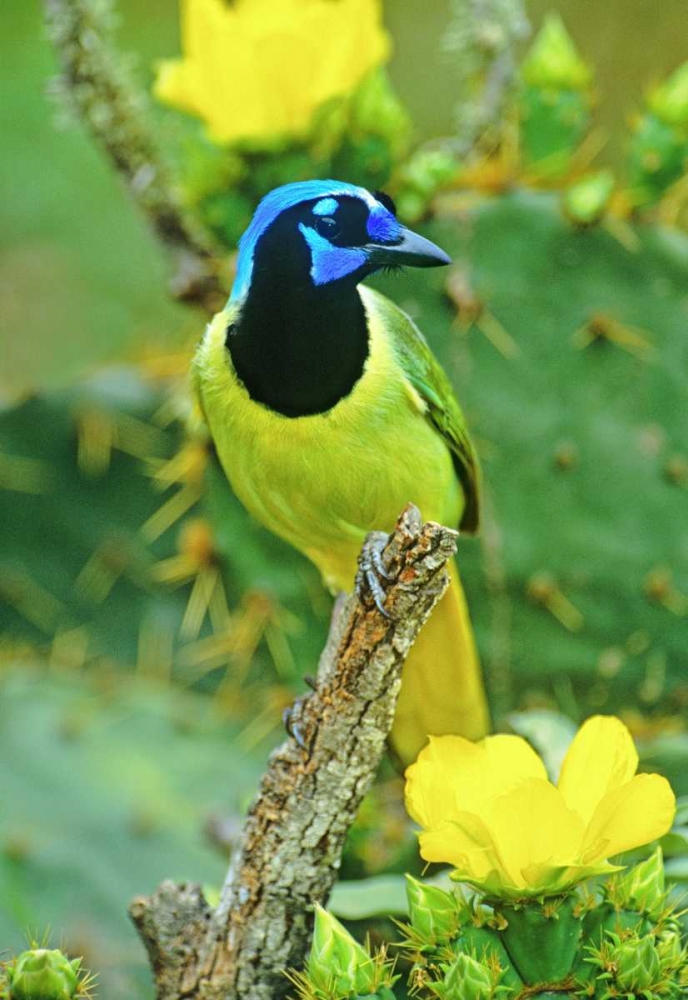 TX, McAllen Green jay among opuntia flowers art print by Dave Welling for $57.95 CAD