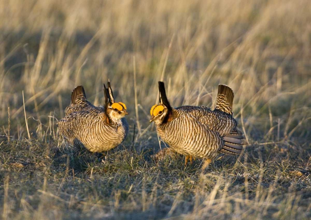 TX, Wild lesser prairie chicken males on lek art print by Dave Welling for $57.95 CAD