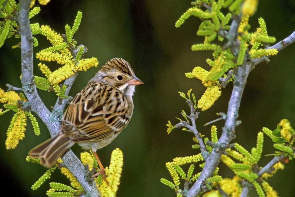 TX, McAllen Clay-colored sparrow on huisache art print by Dave Welling for $57.95 CAD
