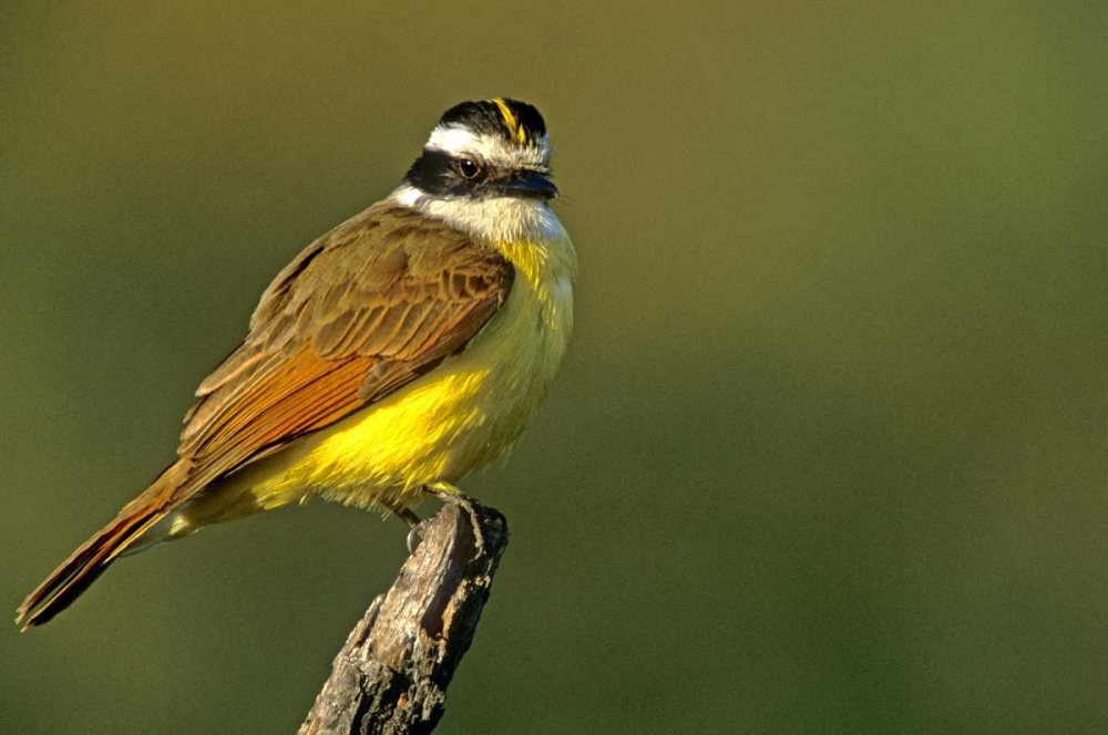 TX, McAllen Greater kiskadee perched on limb art print by Dave Welling for $57.95 CAD