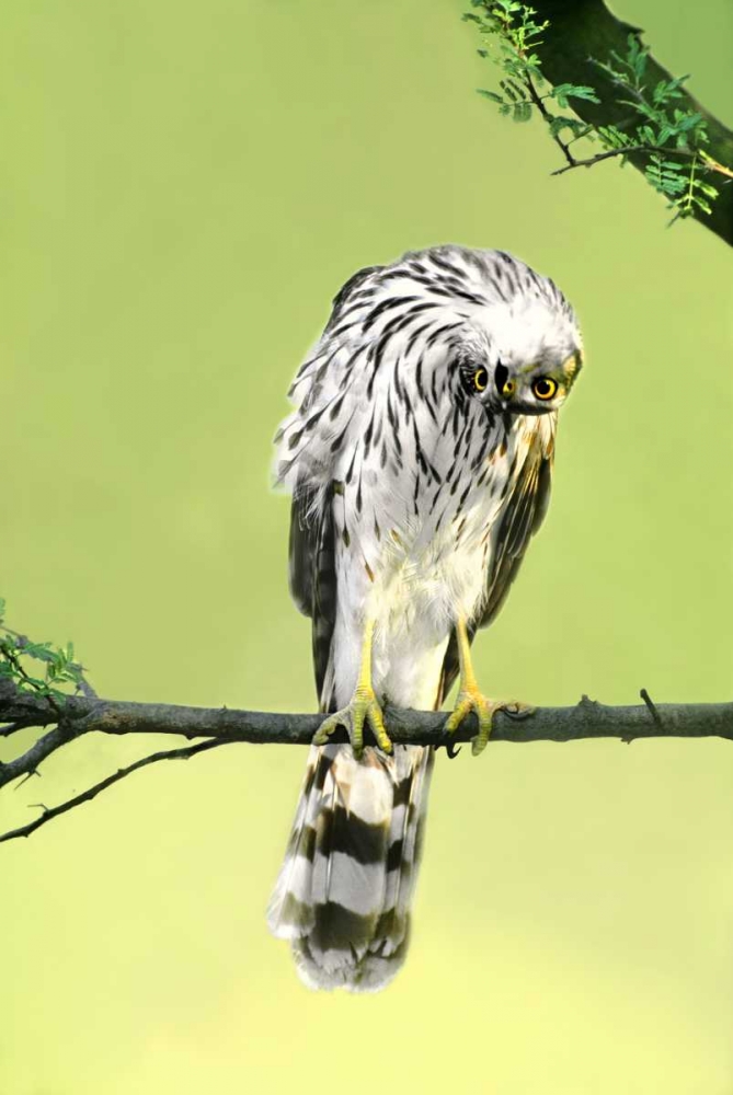TX, McAllen Wild Coopers hawk with head inverted art print by Dave Welling for $57.95 CAD