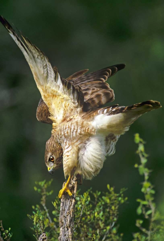 TX, McAllen Wild red-shouldered hawk stretching art print by Dave Welling for $57.95 CAD
