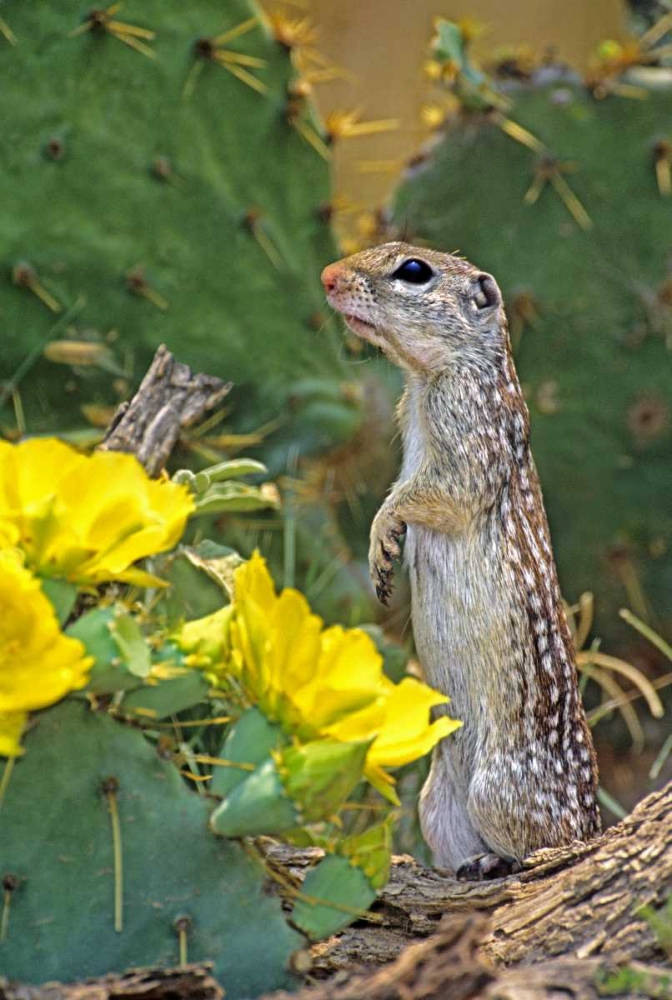 TX, McAllen Mexican ground squirrel by flowers art print by Dave Welling for $57.95 CAD