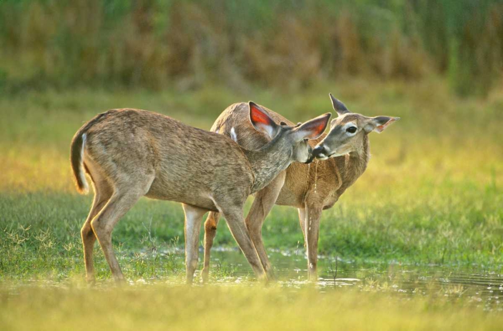 TX, McAllen Wild whitetail deer pair at a pond art print by Dave Welling for $57.95 CAD