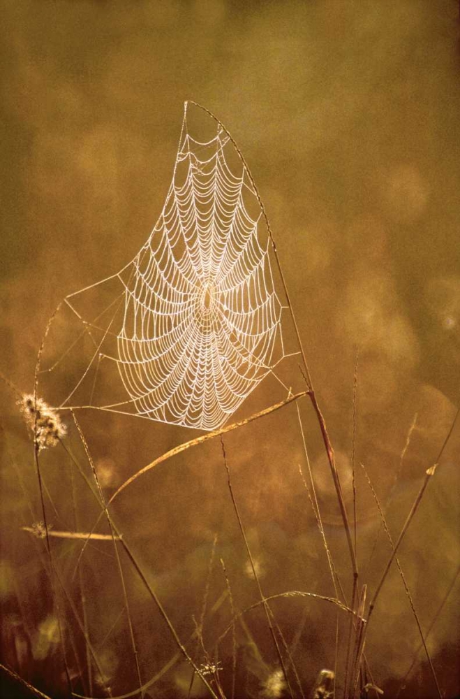 TX, Rio Grande Valley Backlit spider web art print by Dave Welling for $57.95 CAD