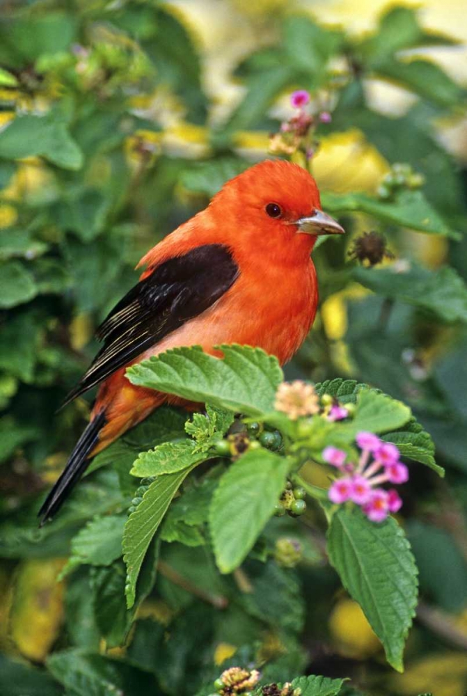 TX, South Padre Isl Scarlet tanager on lantana art print by Dave Welling for $57.95 CAD