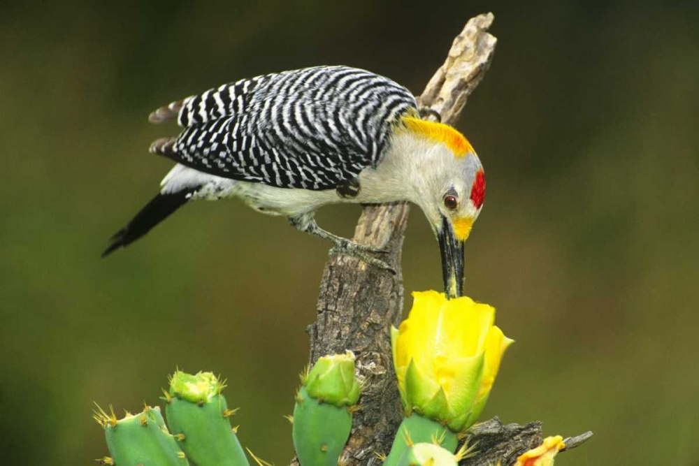 TX, McAllen Male gold-fronted woodpecker eats art print by Dave Welling for $57.95 CAD