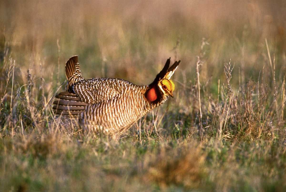 TX, Canadian Lesser prairie chicken male at lek art print by Dave Welling for $57.95 CAD