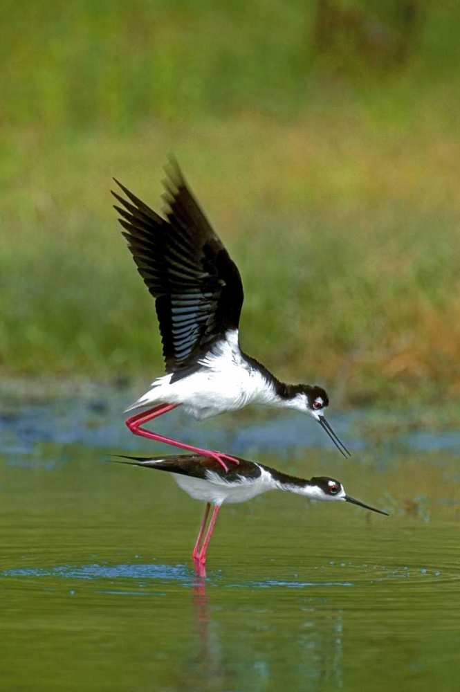 TX, McAllen Wild black-necked stilts mating art print by Dave Welling for $57.95 CAD