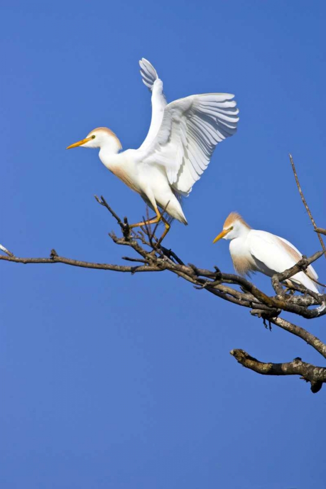 TX, High Island, Cattle egret pair in rookery art print by Fred Lord for $57.95 CAD