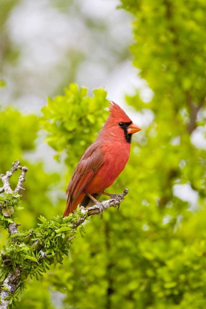 TX, Mission Northern cardinal perched in tree art print by Fred Lord for $57.95 CAD