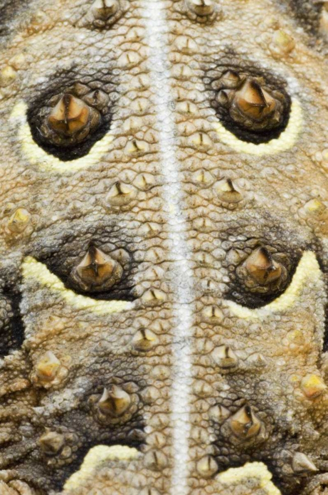 Texas, Rio Grande Valley Back of horned lizard art print by Dave Welling for $57.95 CAD