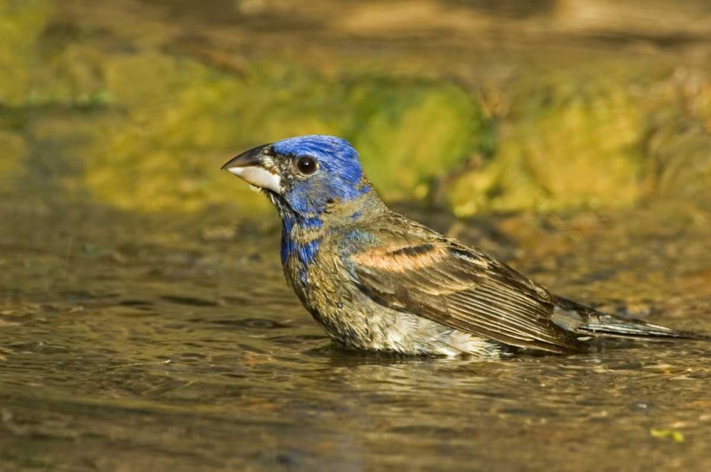 Texas, Rio Grande Valley Blue grosbeak bathing art print by Dave Welling for $57.95 CAD