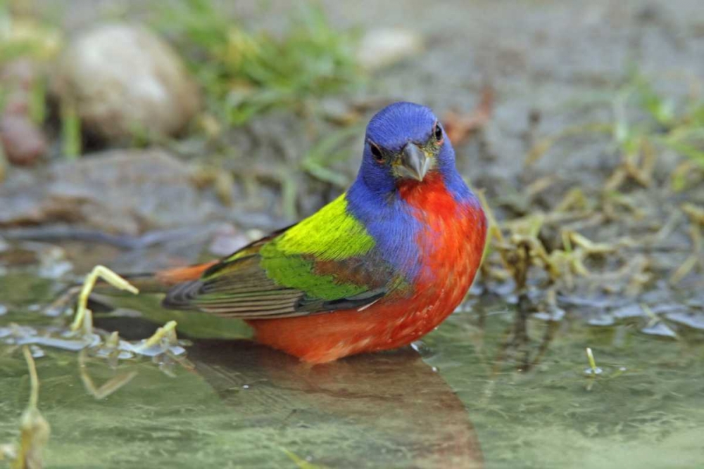 Texas, McMullen Co Painted bunting male bathing art print by Cathy and Gordon Illg for $57.95 CAD