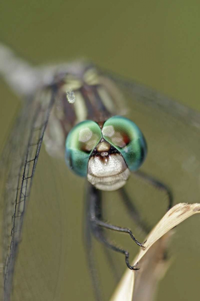Texas, McMullen County Dragonflys head art print by Cathy and Gordon Illg for $57.95 CAD