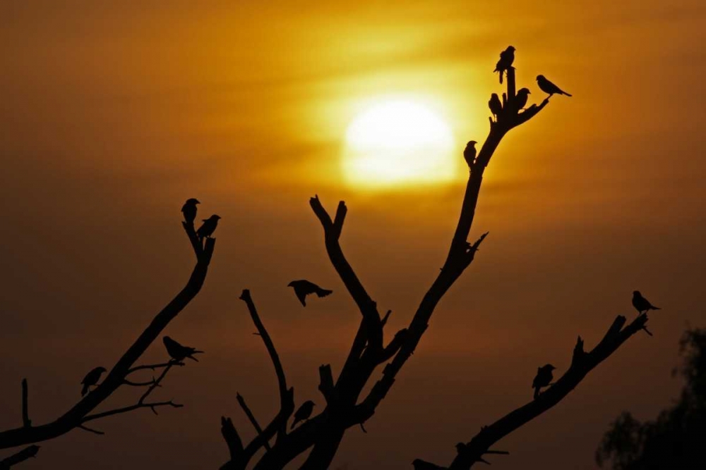 TX, McMullen Co, Brown-headed cowbirds art print by Cathy and Gordon Illg for $57.95 CAD