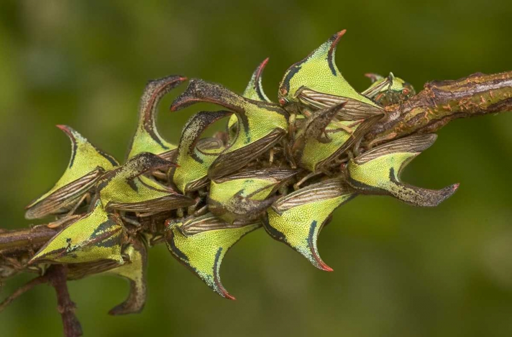 Texas, Hidalgo Co, Thorn treehoppers on a limb art print by Dave Welling for $57.95 CAD