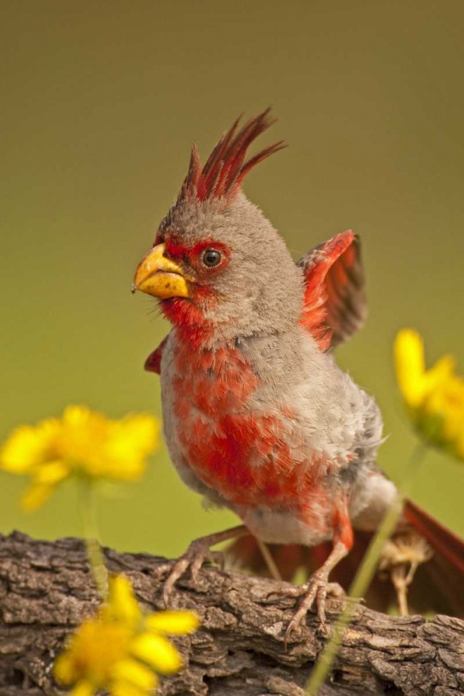 Texas, Hidalgo County Male pyrrhuloxia bird art print by Cathy and Gordon Illg for $57.95 CAD