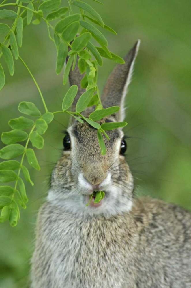 TX, McMullen Co, Eastern cottontail rabbit eats art print by Cathy and Gordon Illg for $57.95 CAD