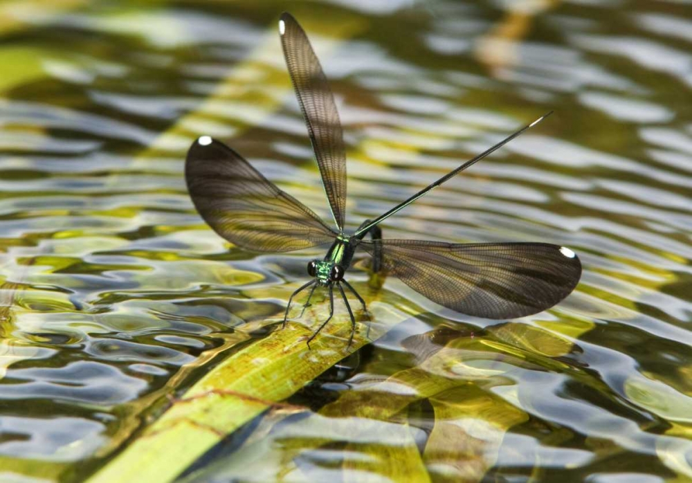 Texas Sparkling jewelwing perched on a leaf art print by Dave Welling for $57.95 CAD