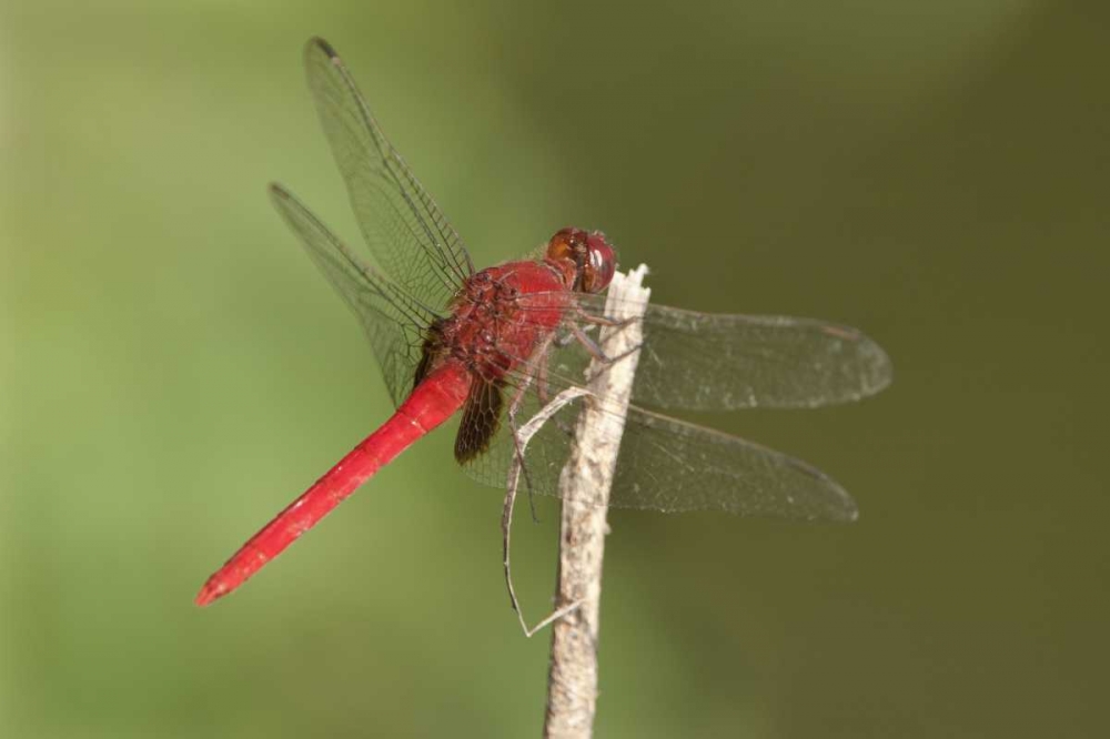 TX, Santa Ana NWR Male claret pondhawk dragonfly art print by Dave Welling for $57.95 CAD