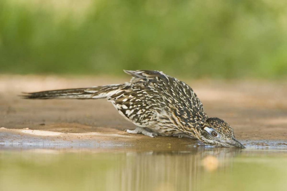 TX, Greater roadrunner bird drinking at a pond art print by Dave Welling for $57.95 CAD