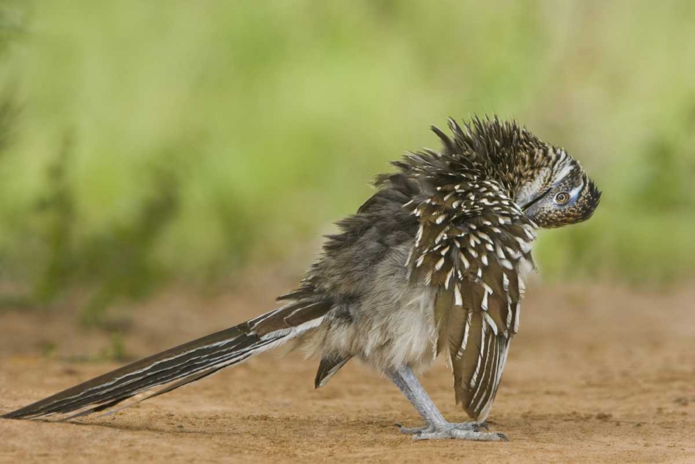 Texas, Adult greater roadrunner bird grooming art print by Dave Welling for $57.95 CAD