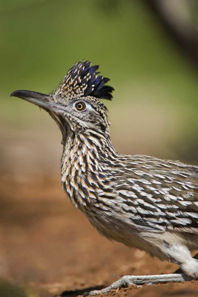 Texas, Rio Grande Valley Greater roadrunner bird art print by Dave Welling for $57.95 CAD