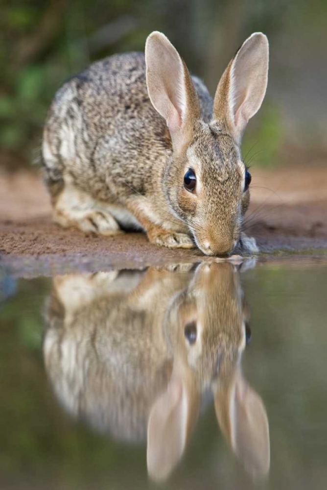 TX, Desert cottontail rabbit drinking at a pond art print by Dave Welling for $57.95 CAD