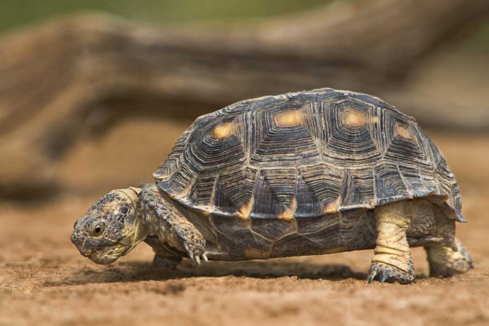 Texas, Rio Grande Valley Texas tortoise art print by Dave Welling for $57.95 CAD
