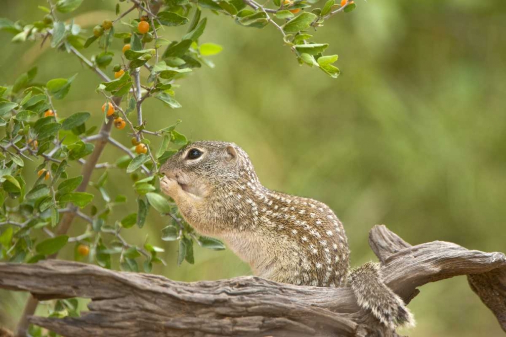 Texas, Mexican ground squirrel eating leaf art print by Dave Welling for $57.95 CAD