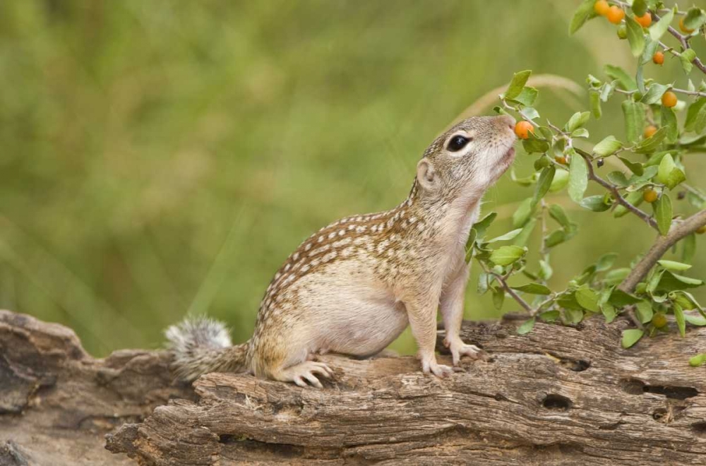 TX, Rio Grande Valley Mexican ground squirrel art print by Dave Welling for $57.95 CAD