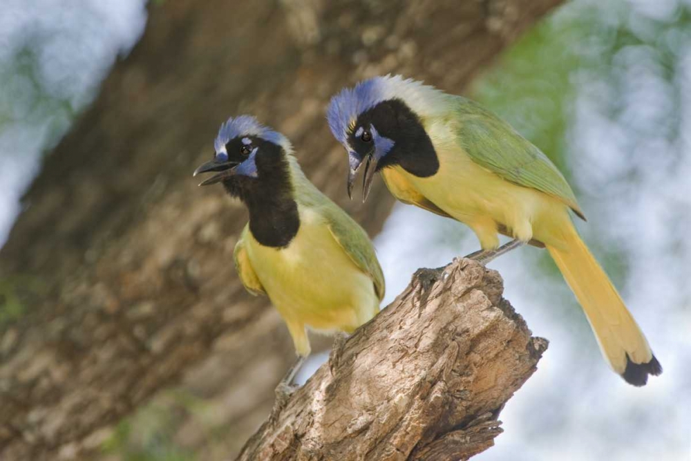 TX, Mated pair of green jays perched in a tree art print by Dave Welling for $57.95 CAD