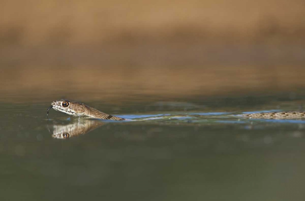 TX, Western coachwhip snake swims in a small pond art print by Dave Welling for $57.95 CAD