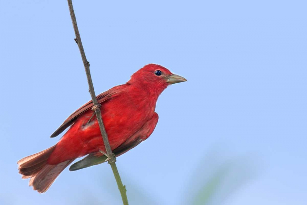 TX, South Padre Is Male summer tanager on a limb art print by Dave Welling for $57.95 CAD