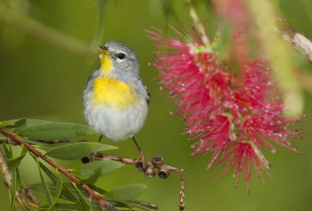 TX, South Padre Island Female northern parula art print by Dave Welling for $57.95 CAD