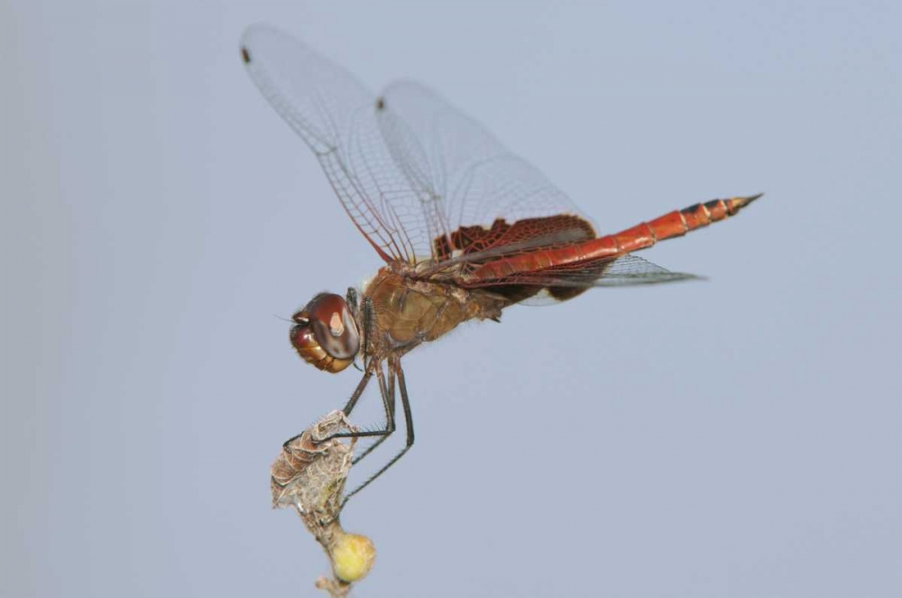 TX, Travis Co, Red saddlebags perches on a limb art print by Dave Welling for $57.95 CAD