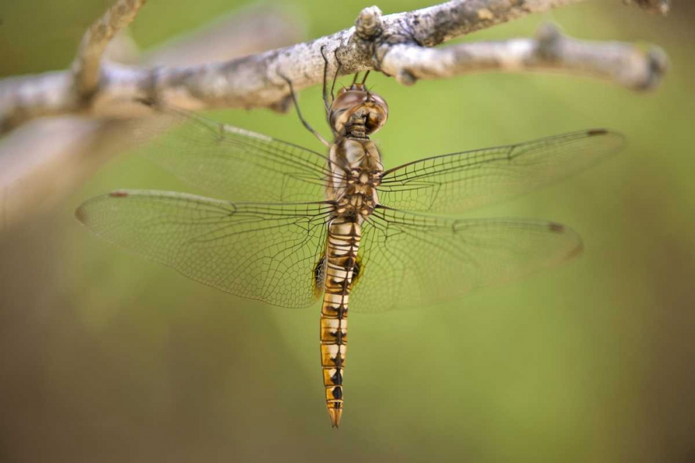 TX, Travis Co, Spot-winged glider dragonfly art print by Dave Welling for $57.95 CAD