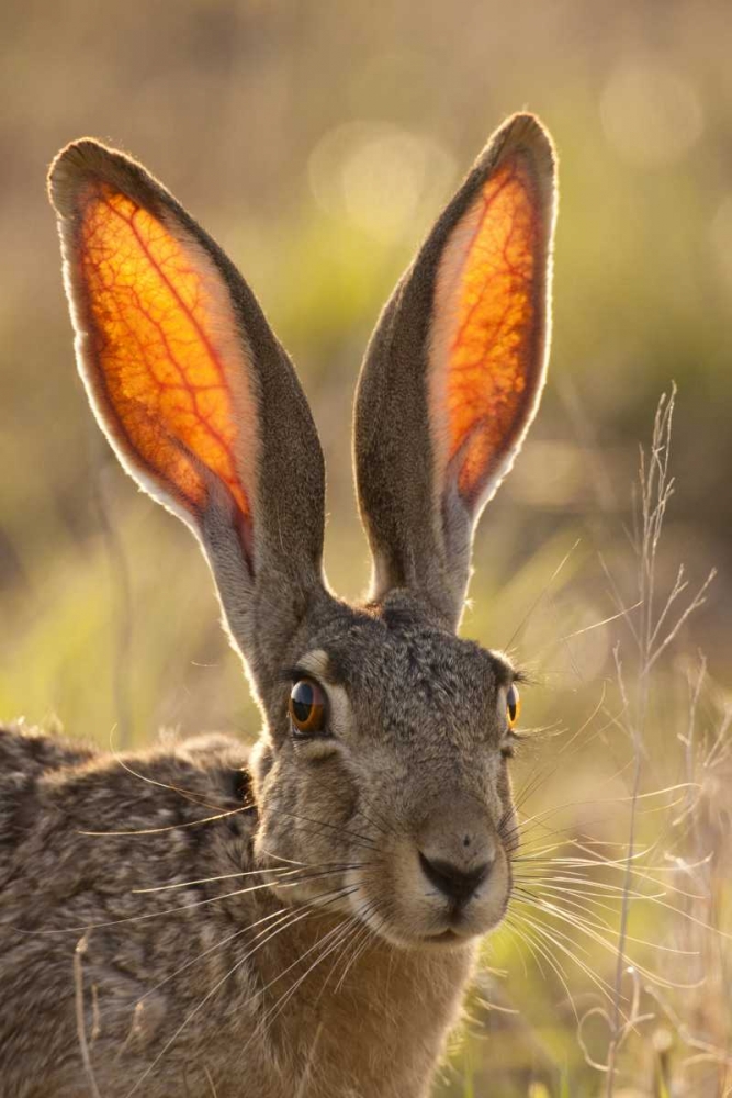 Texas, Maverick County Black-tailed jackrabbit art print by Cathy and Gordon Illg for $57.95 CAD