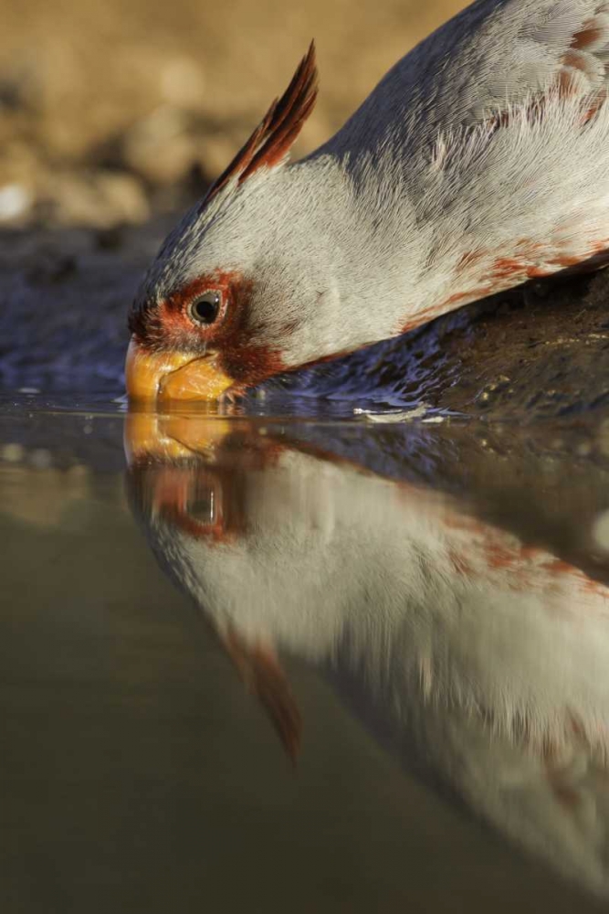 Texas Male pyrrhuloxis bird drinking art print by Fred Lord for $57.95 CAD
