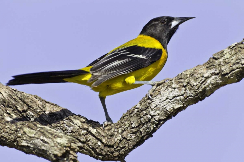 Texas, Santa Clara Ranch Audubon oriole on limb art print by Fred Lord for $57.95 CAD