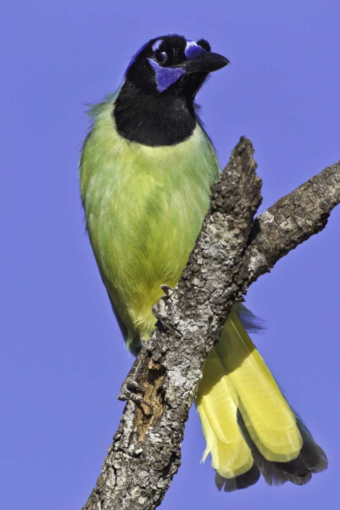 USA, Texas, Santa Clara Ranch Green jay on limb art print by Fred Lord for $57.95 CAD