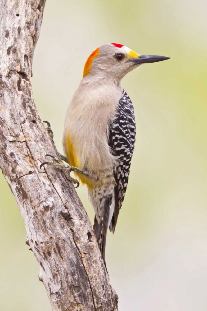 TX, Mission Golden-fronted woodpecker on branch art print by Fred Lord for $57.95 CAD